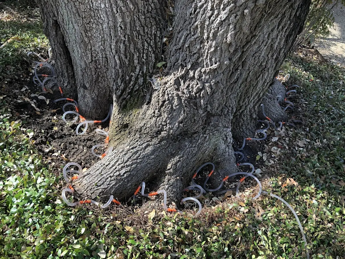 Detailed Shrub and Hedge Trimming job site in Celina