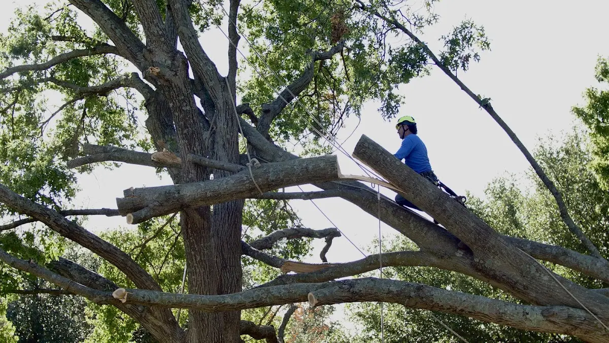 Professional Crown Thinning performed by certified arborists in Celina